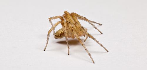 Philodromus sp.