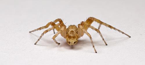 Philodromus sp.