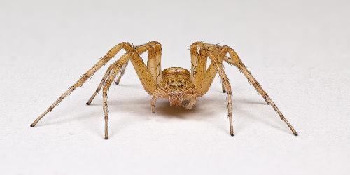 Philodromus sp.