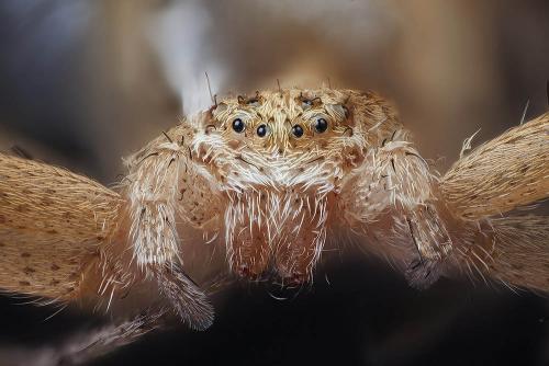 Philodromus sp.
