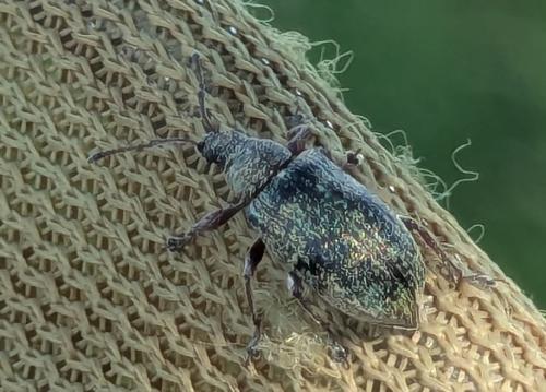 Phyllobius pyri