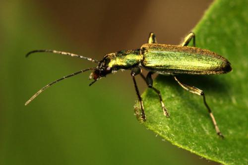 Chrysanthia viridissima