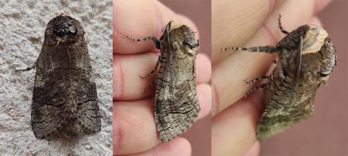 Cossus cossus