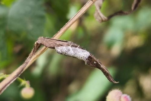 Cnephasia sp.