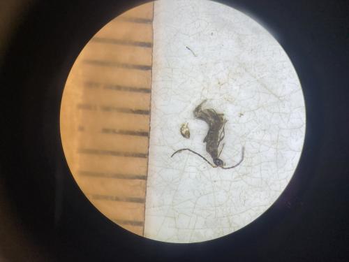 Malthodes sp.