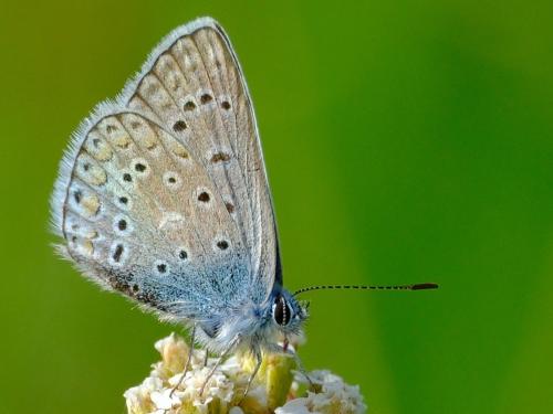 Polyommatus icarus
