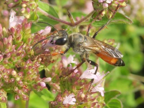 Sphex funerarius
