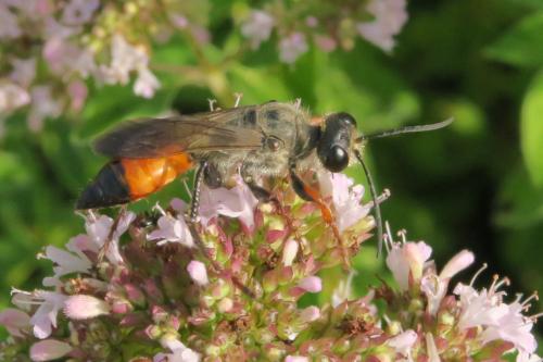 Sphex funerarius