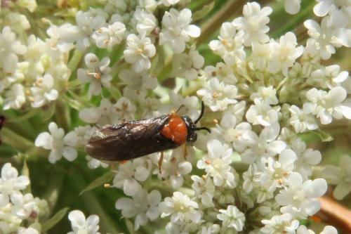 Sterictiphora angelicae