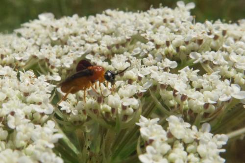 Sterictiphora angelicae