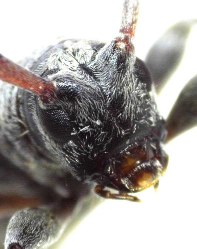 Leiopus sp.