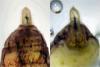 360080 – Photo : Cédric Mondy – France (94)