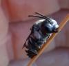 360913 – Photo : C.Galland – France (07)