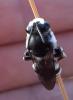 360914 – Photo : C.Galland – France (07)
