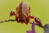 360309 – Photo : Frederic chalet – France (83)