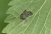 Agromyza anthracina