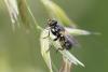 Thecophora atra