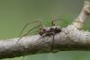 Philodromus sp.