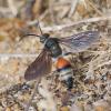 360947 – Photo : GODREAU Didier – France (85)