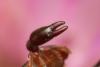 360308 – Photo : Frederic chalet – France (83)