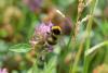 360103 – Photo : Christian Peyron – France (31)