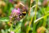 360104 – Photo : Christian Peyron – France (31)