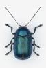 Cryptocephalus sp.