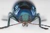 Cryptocephalus sp.