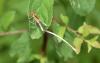 360806 – Photo : Numayta – France (68)