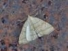 360205 – Photo : Georges Vermelle – France (62)