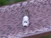 360950 – Photo : Georges Vermelle – France (62)