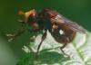 360271 – Photo : ANDRE LABETAA – France (66)