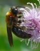 360476 – Photo : ANDRE LABETAA – France (66)