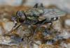 360953 – Photo : ANDRE LABETAA – France (66)