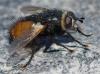 360961 – Photo : ANDRE LABETAA – France (66)