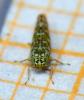 360801 – Photo : Michel Pansiot – France (26)