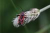 360691 – Photo : Fabrice DUSERRE – France (65)