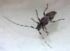 Leiopus sp.