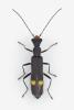 Malthinus scapularis