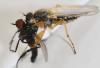 360588 – Photo : Jean-Michel GAREL – France (89)