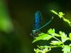 360424 – Photo : BourrinOman – France (56)
