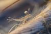 360948 – Photo : BourrinOman – France (83)
