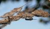 360941 – Photo : Picq Christophe – France (86)