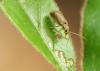 360330 – Photo : Sandor31 – France (30)
