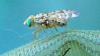 360254 – Photo : JC Bartolucci – France (30)
