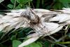 360459 – Photo : J.Ygnard – France (89)
