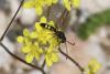 360159 – Photo : Henri Savina – France (09)