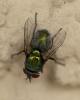 360750 – Photo : lguez – France (91)