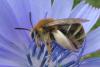 Eucera nigrifacies