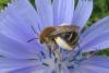 Eucera nigrifacies